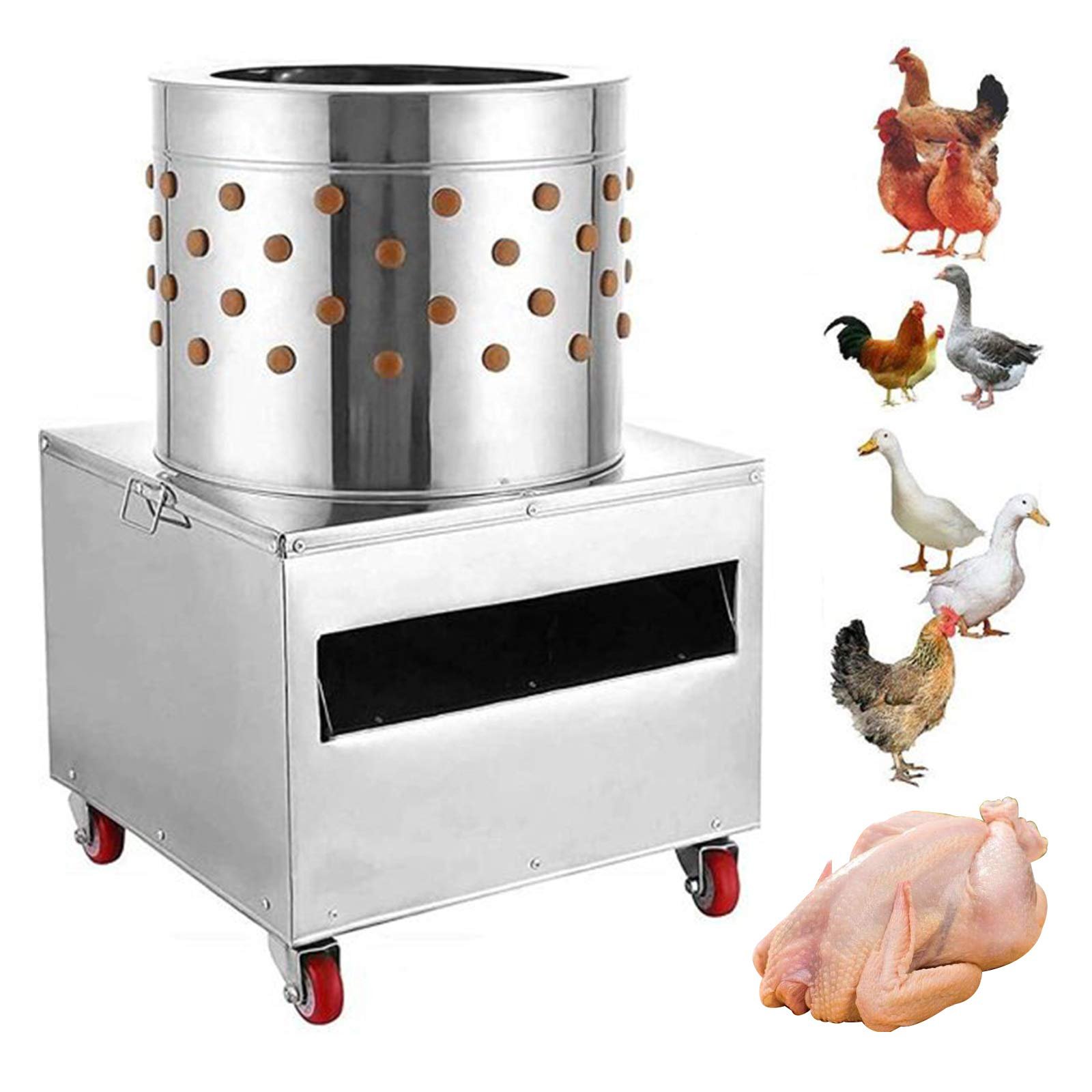 gà tre 1kg đá cựa 40 gà tre 1kg đá cựa 40