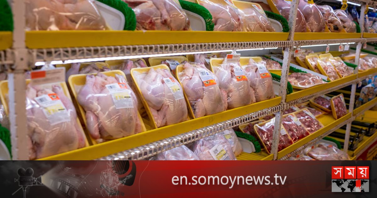 gà đá cựa sắt trường thomo gà đá cựa sắt trường thomo