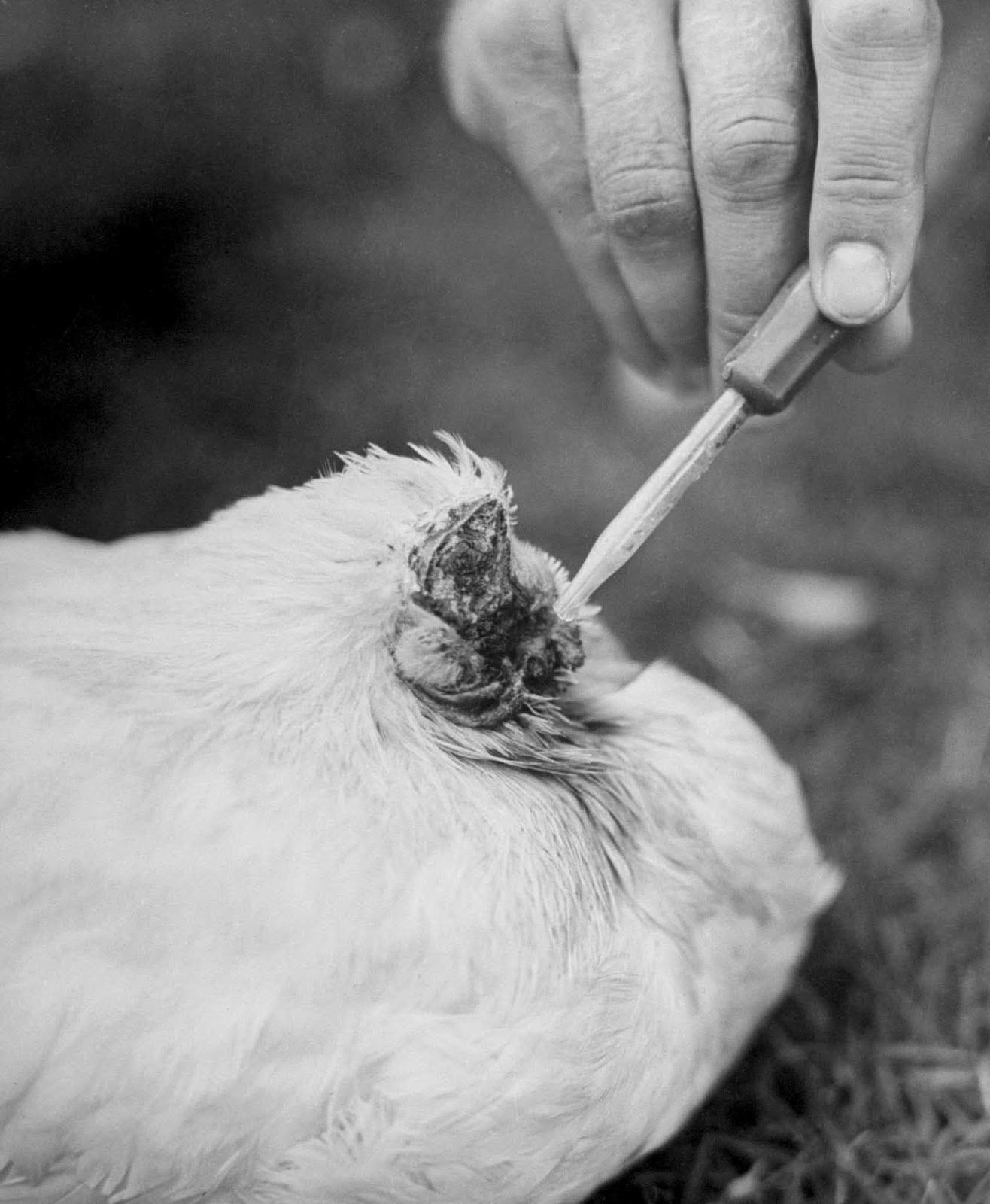 flosal d gà đá,Flosal D Gà Đá: Thứ hai cho tiêu đề bài viết