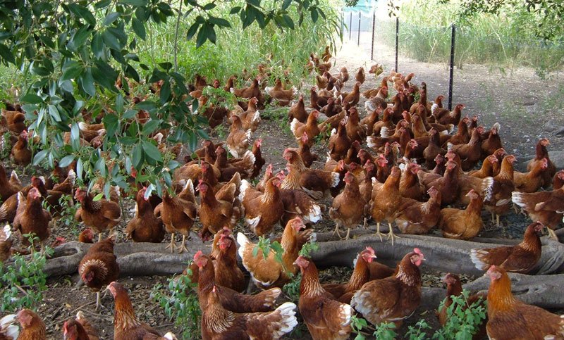 gà xám đá ngày nào tốt,Giải Đá Bóng Thứ Hai: Những Lưu Ý Cần Biết gà xám đá ngày nào tốt,Giải Đá Bóng Thứ Hai: Những Lưu Ý Cần Biết