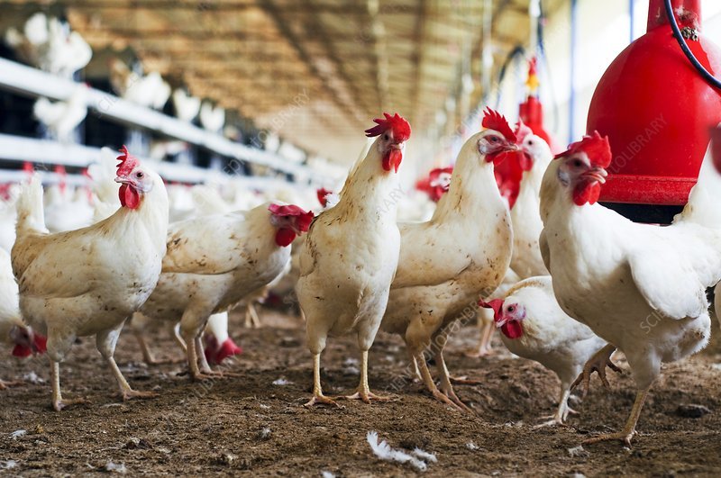 xem cách nuôi gà đá,Cách Nuôi Gà Đá: Kỹ Năng, Chăm Sóc và Đặc Điểm