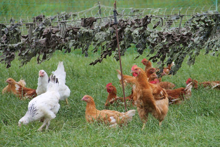 cách trộn thức ăn cho gà đá,Cách Trộn Thức Ăn Cho Gà Đá