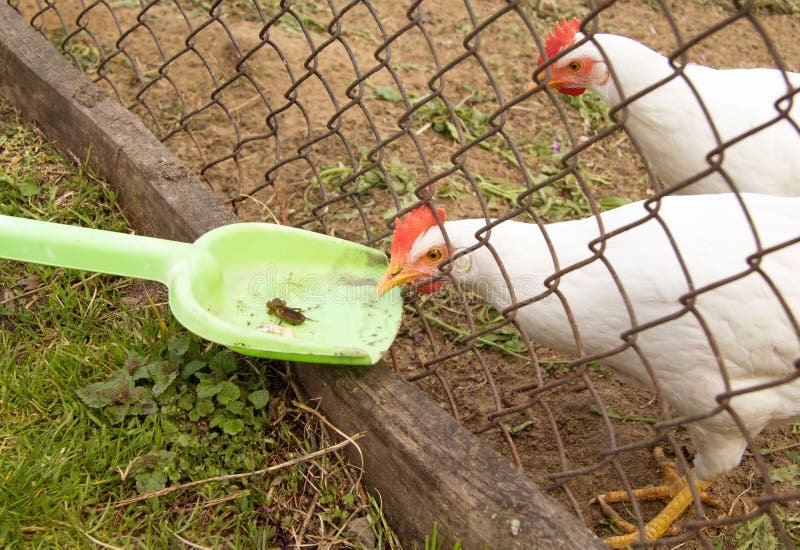 cưa cựa gà bao lâu thì đá được,Cưa cựa gà bao lâu thì đá được cưa cựa gà bao lâu thì đá được,Cưa cựa gà bao lâu thì đá được