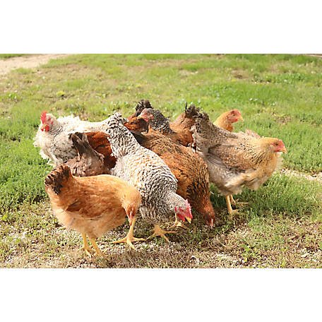 xem mạng gà đá hôm nay,Đặc Điểm Độ C Giới Thiệu Bài Viết “Xem Mạng Gà Đá Hôm Nay” Bằng Tiếng Việt xem mạng gà đá hôm nay,Đặc Điểm Độ C Giới Thiệu Bài Viết “Xem Mạng Gà Đá Hôm Nay” Bằng Tiếng Việt