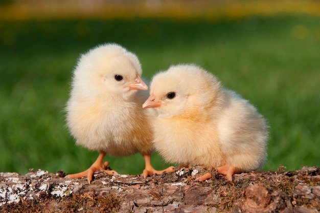đá gà bao nhiêu,Đá gà – Giải trí truyền thống với nhiều quy định và kỹ thuật đá gà bao nhiêu,Đá gà – Giải trí truyền thống với nhiều quy định và kỹ thuật