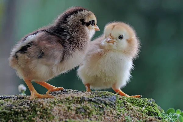 màu lông gà đá cựa sắt,Màu Lông Gà Đá Cựa Sắt: Đặc Điểm, Ý Nghĩa và Bí Ẩn Của Loài Gà Độc Đáo màu lông gà đá cựa sắt,Màu Lông Gà Đá Cựa Sắt: Đặc Điểm, Ý Nghĩa và Bí Ẩn Của Loài Gà Độc Đáo