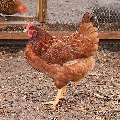 thuốc gà đá điền bình chánh thuốc gà đá điền bình chánh