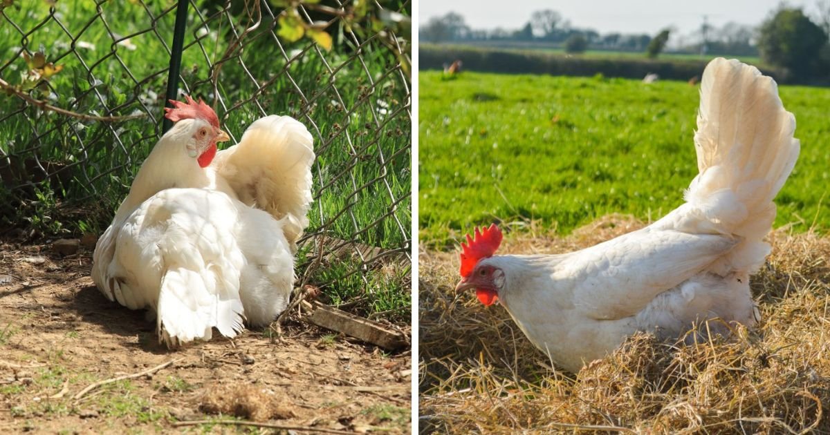 trại gà đá kiên giang trại gà đá kiên giang
