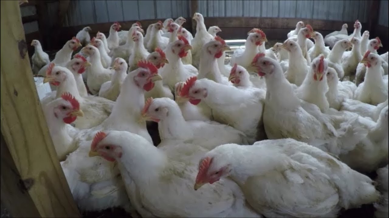 đá gà thomo hay nhất,Giới Thiệu Về Đá Gà Thomo đá gà thomo hay nhất,Giới Thiệu Về Đá Gà Thomo