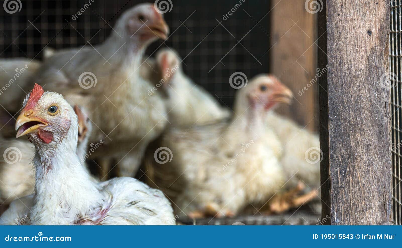 bắt đá gà mỏ cày bắc bến tre bắt đá gà mỏ cày bắc bến tre