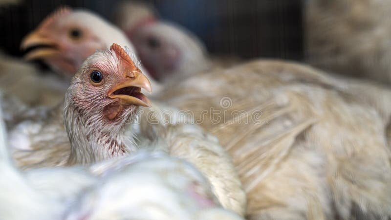 làm giàu từ nuôi gà đá,Giới thiệu