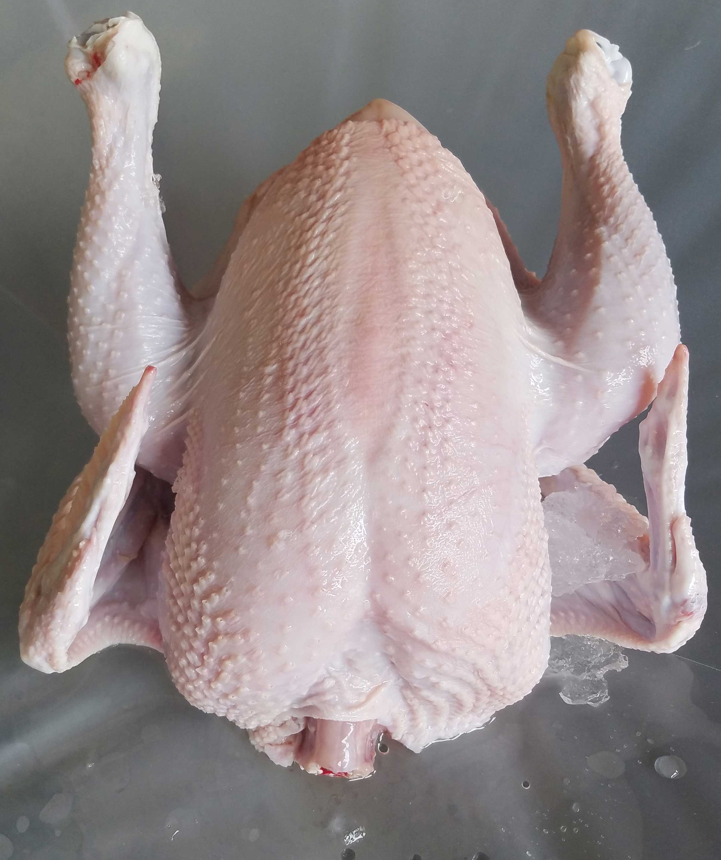 gà đá mặt đỏ sậm màu gà đá mặt đỏ sậm màu