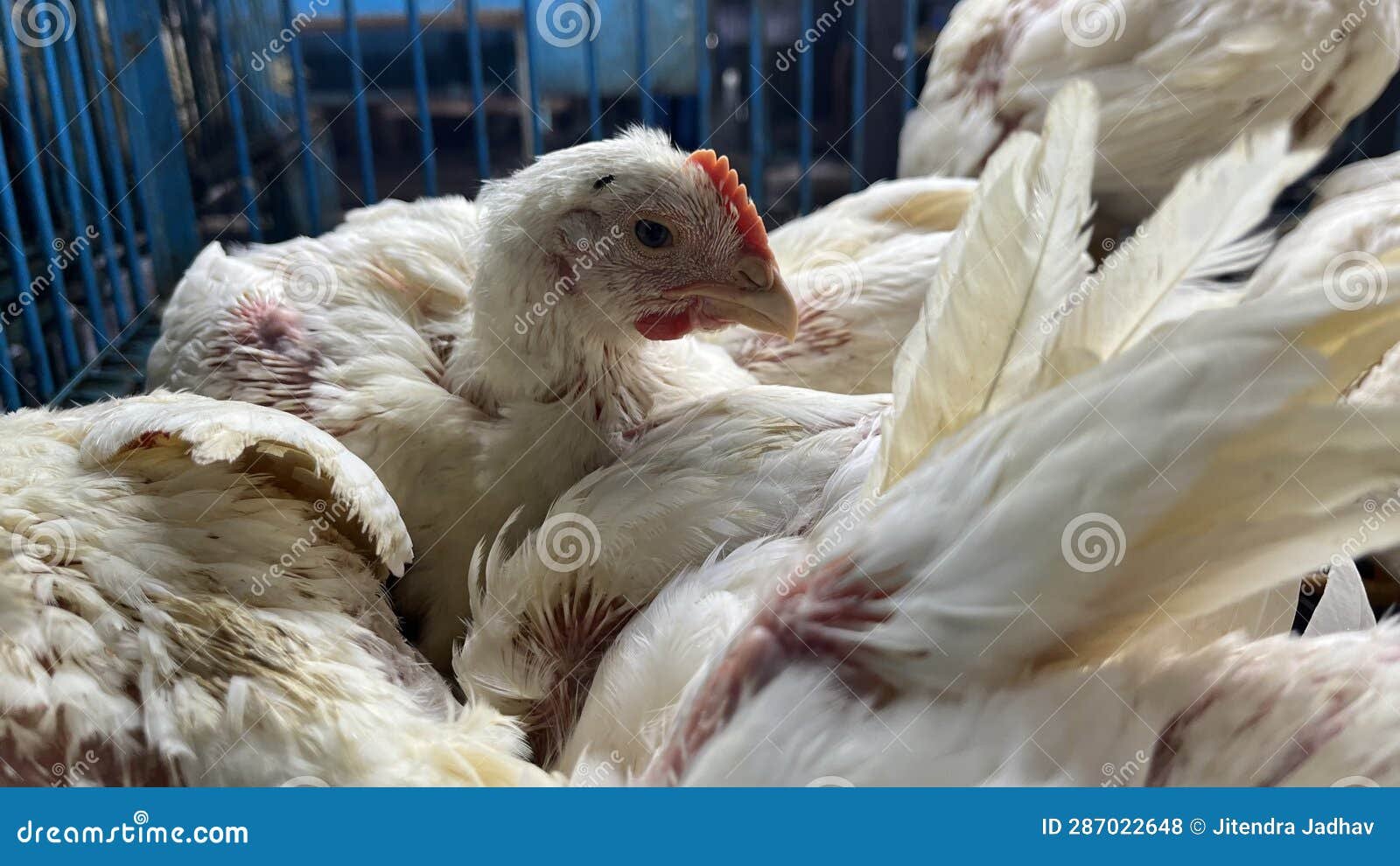 đá gà ở philippines,Đá gà ở Philippines: Một Sự Kiện Đặc Biệt