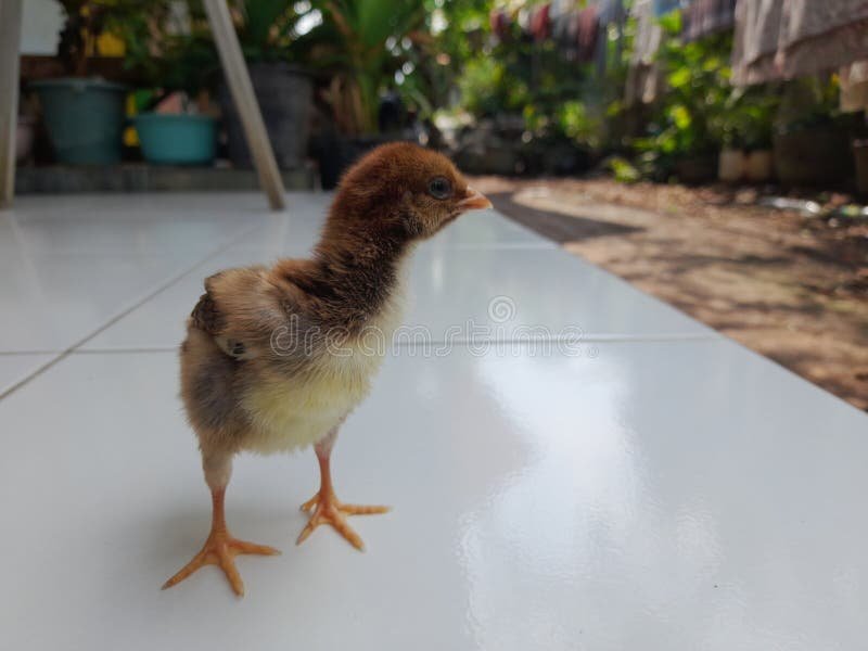 truc tiep đá gà cựa sắt mới nhất,Trực tiếp đá gà cựa sắt mới nhất: Thứ hai – Độ c giới thiệu chi tiết truc tiep đá gà cựa sắt mới nhất,Trực tiếp đá gà cựa sắt mới nhất: Thứ hai – Độ c giới thiệu chi tiết
