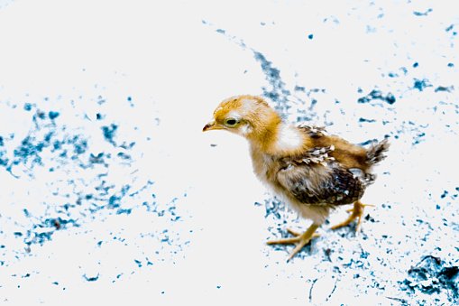 đá gà thế giới,Đá gà thế giới: Một nền văn hóa độc đáo và đầy kịch tính