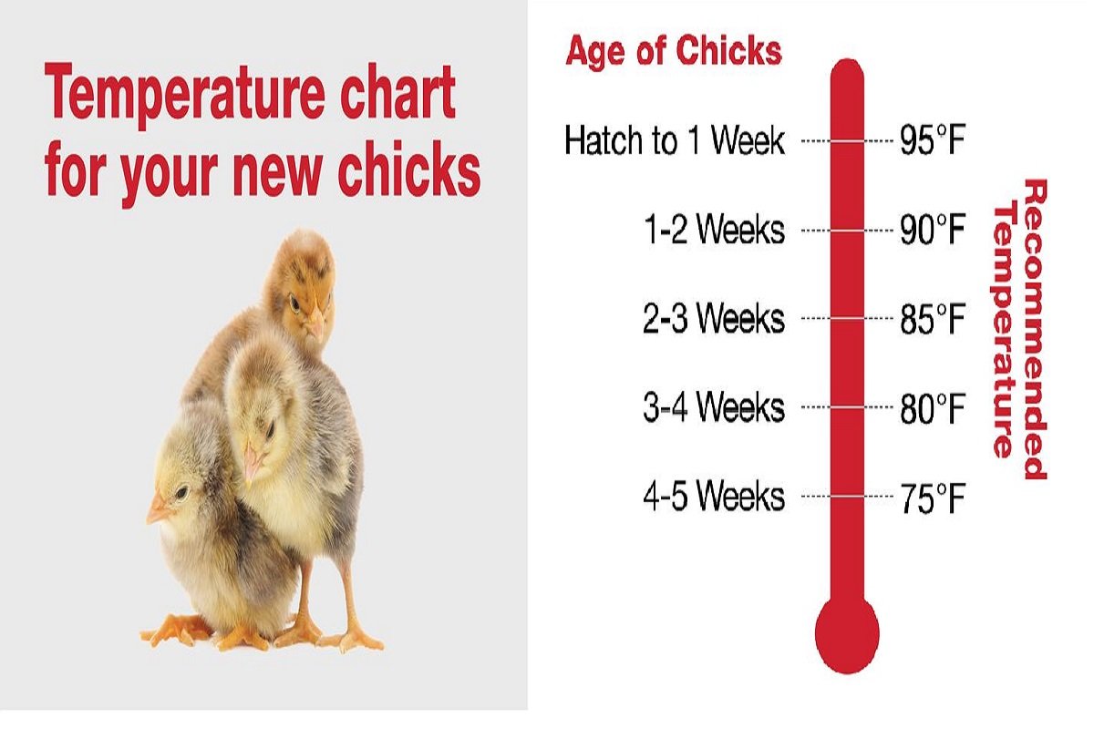 đá gà thomo ngày 30 tháng 1 năm 2019,Đá gà Thomo ngày 30 tháng 1 năm 2019: Thứ hai – Bài viết đặc biệt đá gà thomo ngày 30 tháng 1 năm 2019,Đá gà Thomo ngày 30 tháng 1 năm 2019: Thứ hai – Bài viết đặc biệt