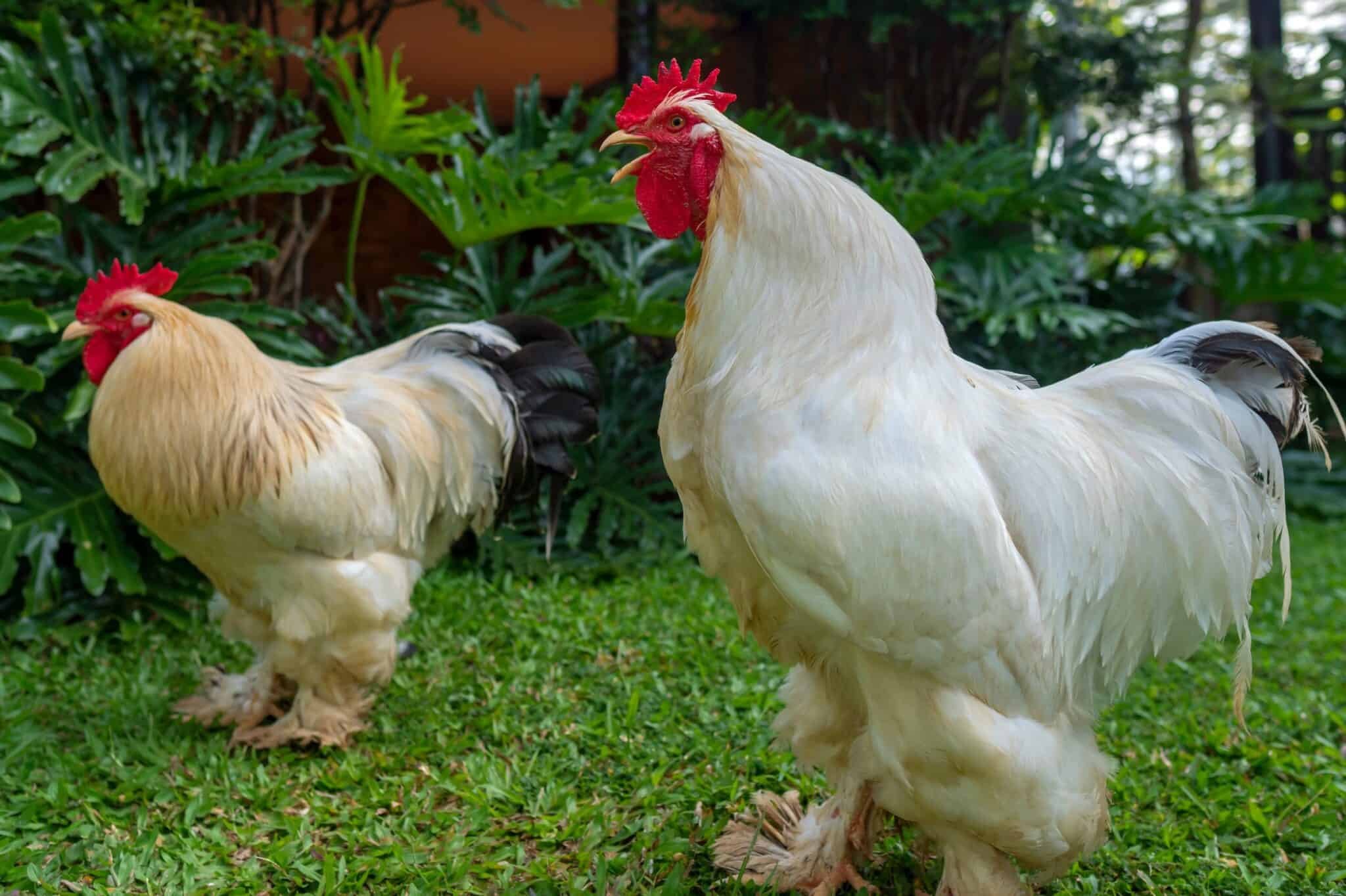 cách chọn gà đá cựa,Cách Chọn Gà Đá Cựa: Hướng Dẫn Chi Tiết và Kinh Nghiệm cách chọn gà đá cựa,Cách Chọn Gà Đá Cựa: Hướng Dẫn Chi Tiết và Kinh Nghiệm