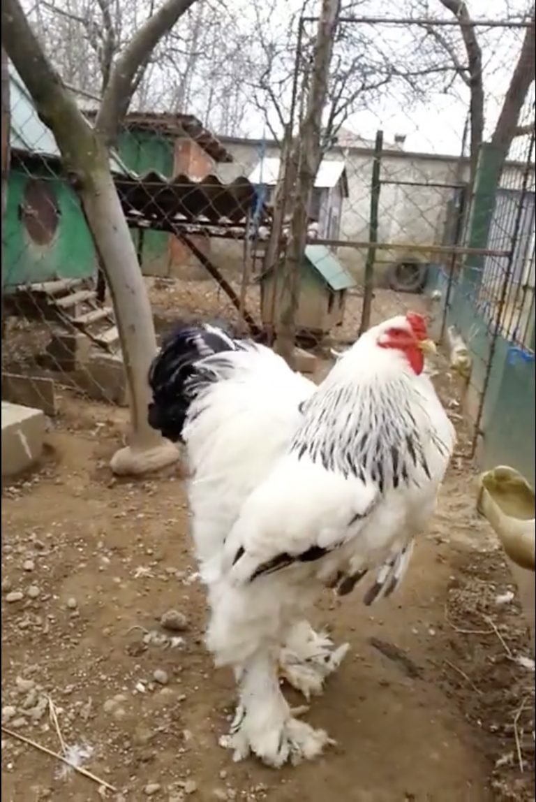 xem đá gà trực tiếp trên mạng thomo