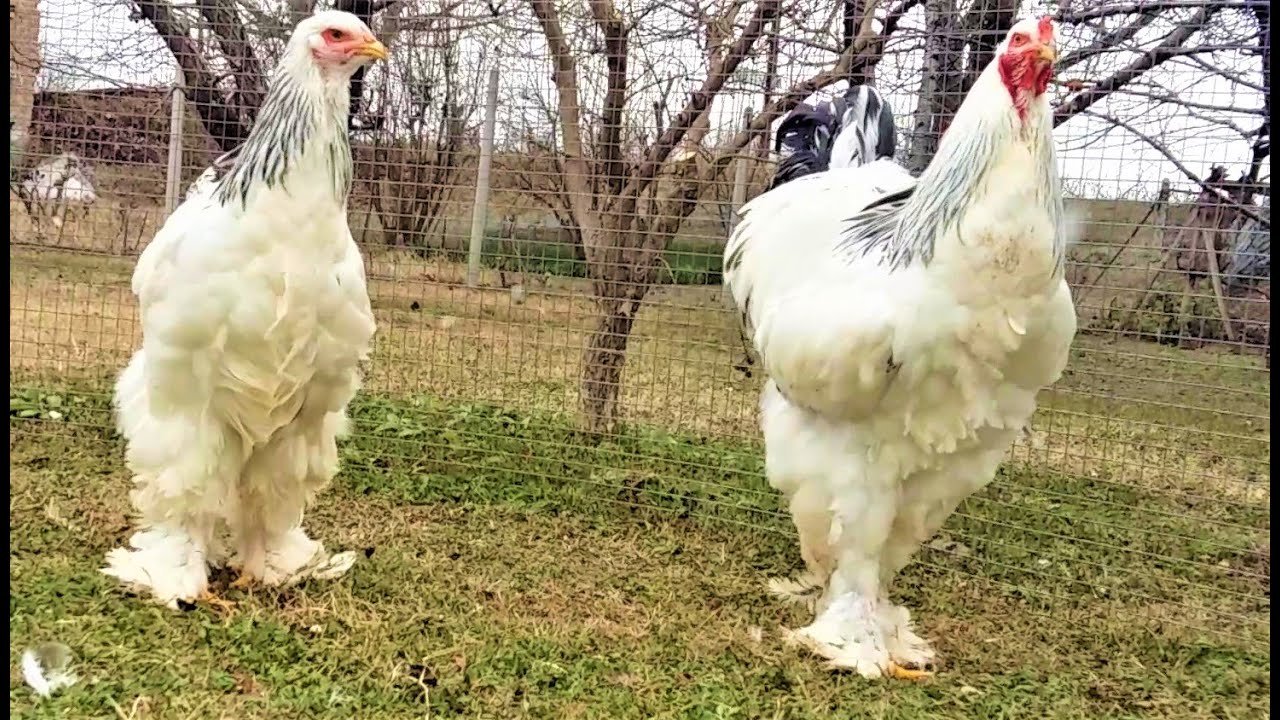 cách chăm sóc gà chọi đá,Cách Chăm Sóc Gà Chọi Đá: Đảm Bảo Sức Khỏe và Tăng Cường Lực Lượng cách chăm sóc gà chọi đá,Cách Chăm Sóc Gà Chọi Đá: Đảm Bảo Sức Khỏe và Tăng Cường Lực Lượng