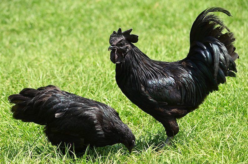 Những trận đá gà chọi đỉnh cao và khó quên
