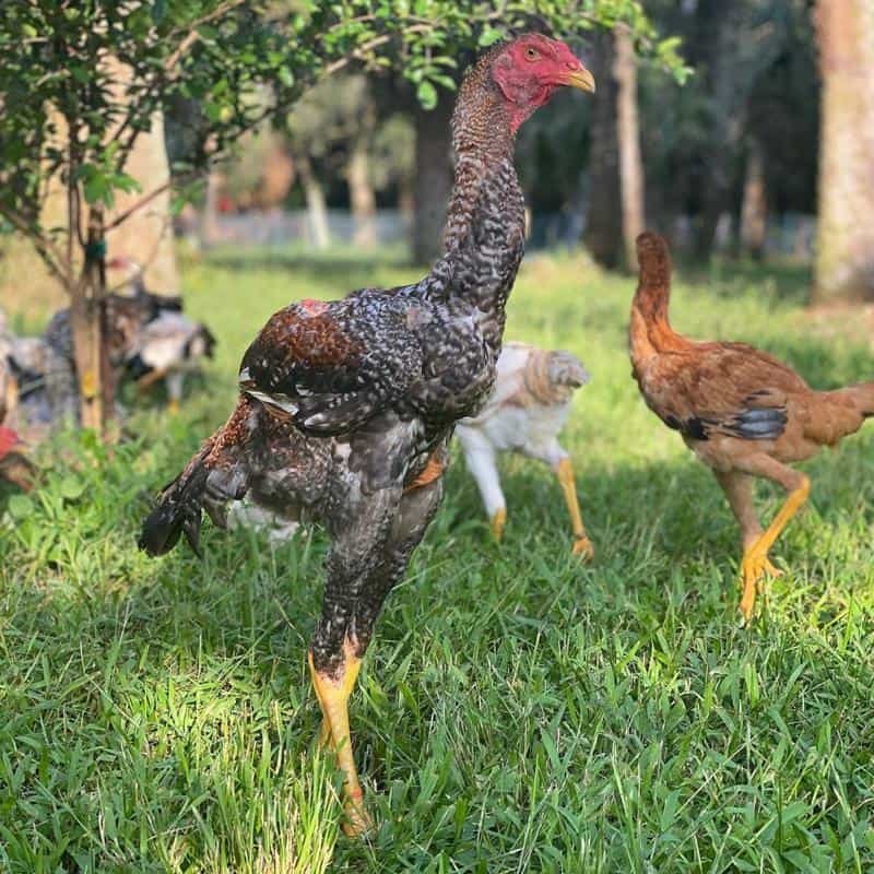 xem đá gà trực tuyến trên mạng,Giới Thiệu Chi Tiết Độ C Về Xem Đá Gà Trực Tuyến Trên Mạng xem đá gà trực tuyến trên mạng,Giới Thiệu Chi Tiết Độ C Về Xem Đá Gà Trực Tuyến Trên Mạng