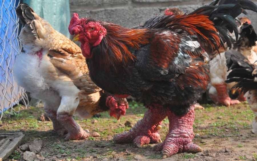 gà đá cựa sắt hay gà đá cựa sắt hay