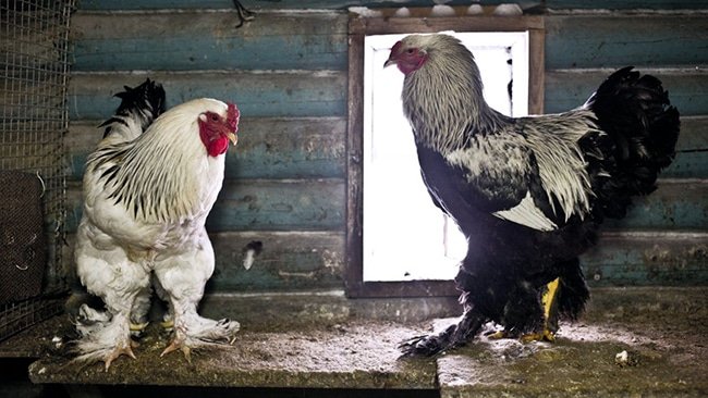 gà đá thomo trực tiếp hôm nay,Giới Thiệu Bài Viết: Gà Đá Thomo Trực Tiếp Hôm Nay gà đá thomo trực tiếp hôm nay,Giới Thiệu Bài Viết: Gà Đá Thomo Trực Tiếp Hôm Nay