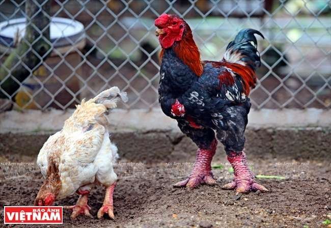 thuốc gà đá lông gà thuốc gà đá lông gà