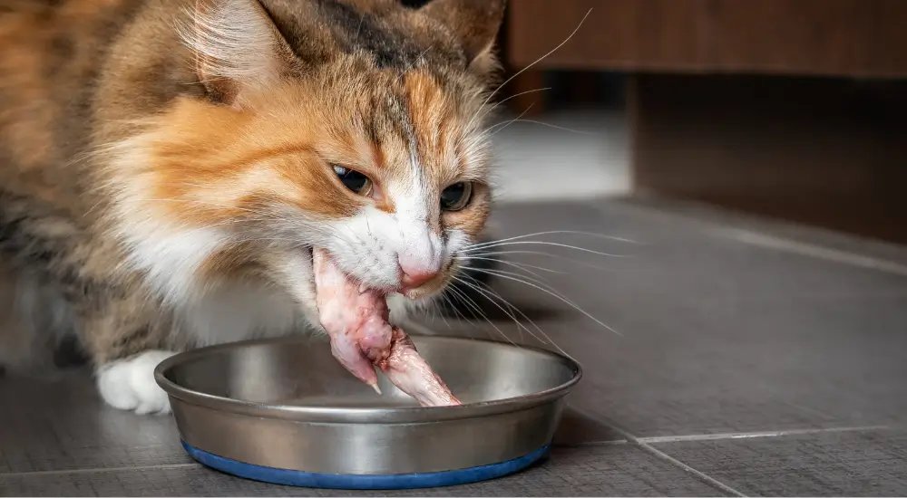 sản phẩm thuốc thú y chuyên dùng cho gà đá sản phẩm thuốc thú y chuyên dùng cho gà đá