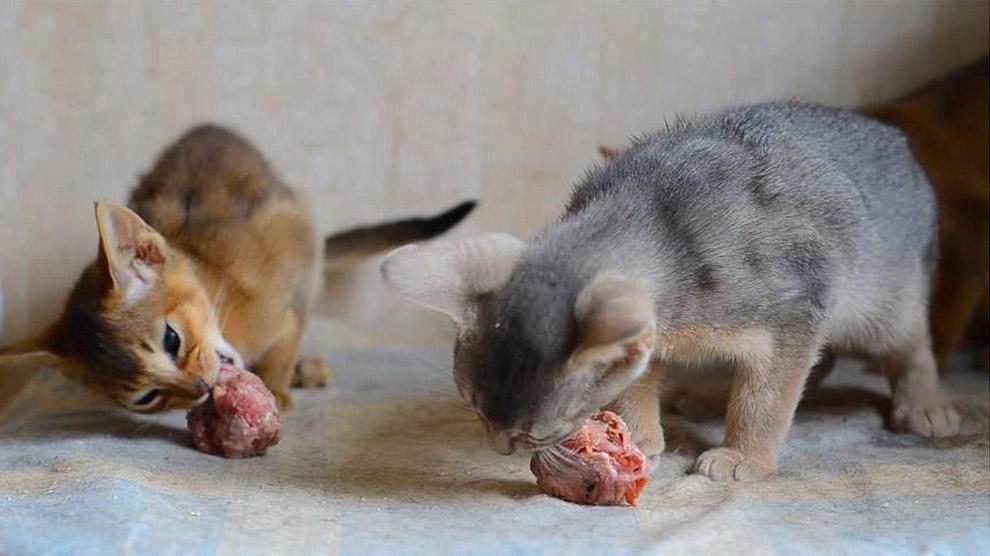 cách nuôi gà đá bị rót,Cách Nuôi Gà Đá Bị Rót: Đảm Bảo Sức Khỏe và Hiệu Quả Cao cách nuôi gà đá bị rót,Cách Nuôi Gà Đá Bị Rót: Đảm Bảo Sức Khỏe và Hiệu Quả Cao