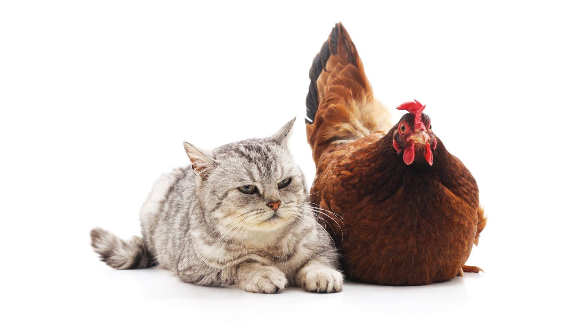 đá giải gà nòi đá giải gà nòi