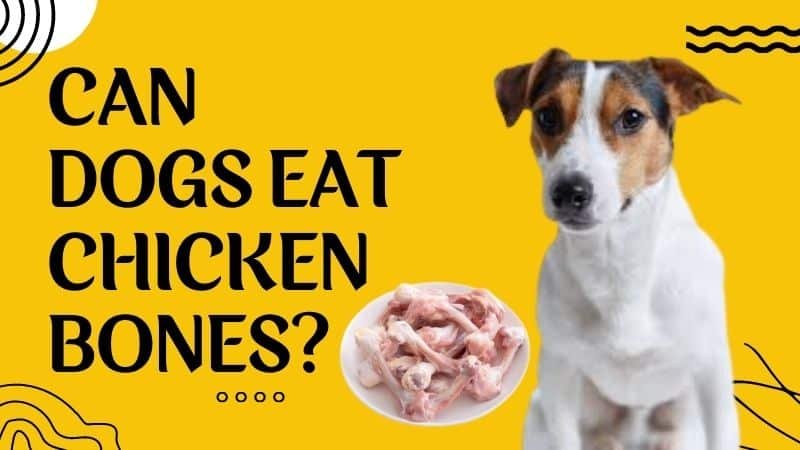 coi đá gà cựa sắt việt nam,Coi Đá Gà Cựa Sắt: Đặc Điểm Độ C và Giới Thiệu Chi Tiết coi đá gà cựa sắt việt nam,Coi Đá Gà Cựa Sắt: Đặc Điểm Độ C và Giới Thiệu Chi Tiết
