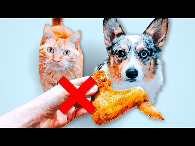 đồ kẹp tóc đuôi gà đính đá,Đồ Kẹp Tóc Đuôi Gà Đính Đá: Sản Phẩm Độc Đáo và Đẹp Mắt đồ kẹp tóc đuôi gà đính đá,Đồ Kẹp Tóc Đuôi Gà Đính Đá: Sản Phẩm Độc Đáo và Đẹp Mắt