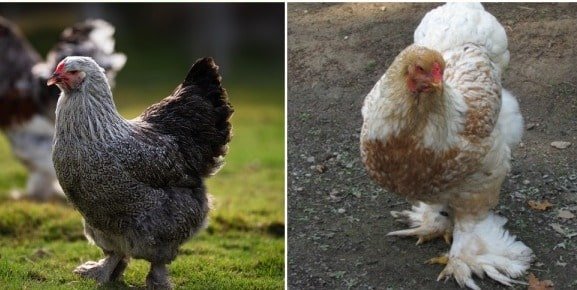 Mẹo nuôi và chăm sóc gà đá hiệu quả nhất