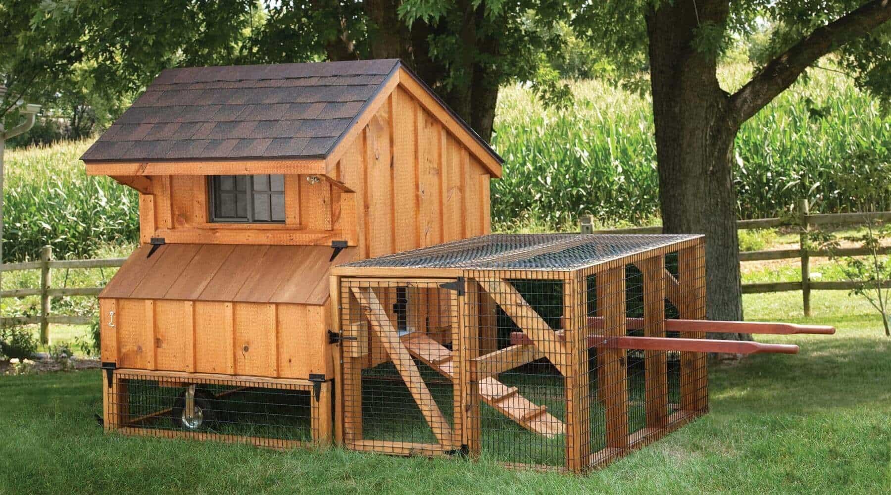 Bí quyết chăm sóc gà chọi để đạt phong độ tốt nhất