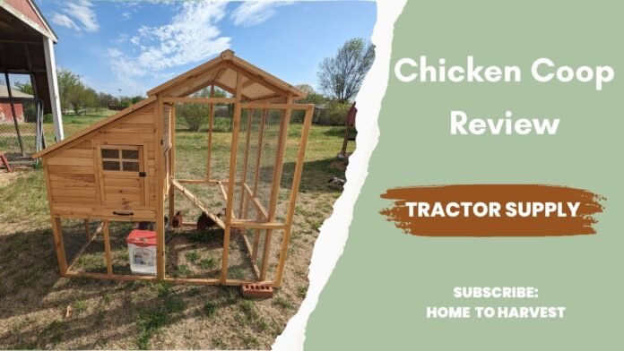 Thưởng thức trận đấu gà Thomo kịch tính nhất hôm nay – Thứ Tư không thể bỏ lỡ